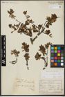 Foto von Salix waldsteiniana Willd.